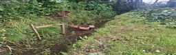 Ducks poultry for sale: Khaki Campbell fertile hatching eggs - Advert 3