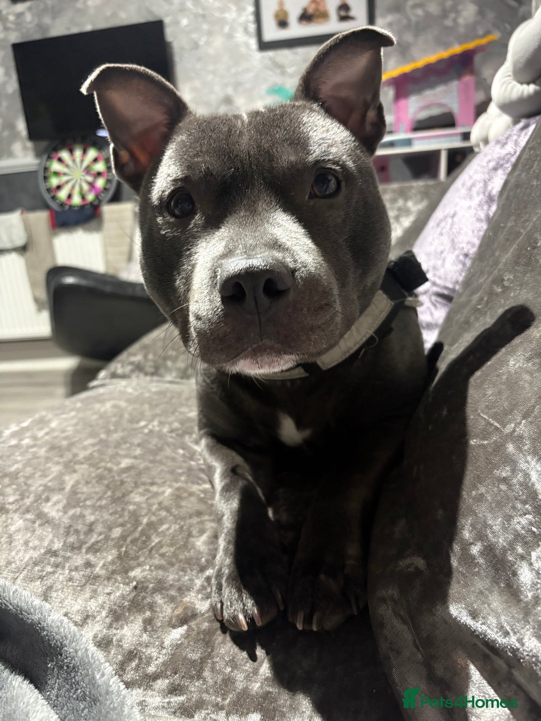 Staffordshire Bull Terrier dogs for sale: Male blue staffie KC registered - Advert 1