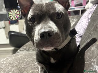 Staffordshire Bull Terrier dogs Male blue staffie KC registered - Advert 6