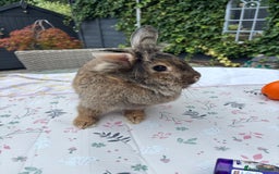 Lionhead rabbits for sale: Very special experienced home required  - Image 3