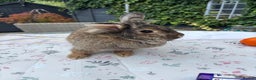 Lionhead rabbits for sale: Very special experienced home required  - Advert 3