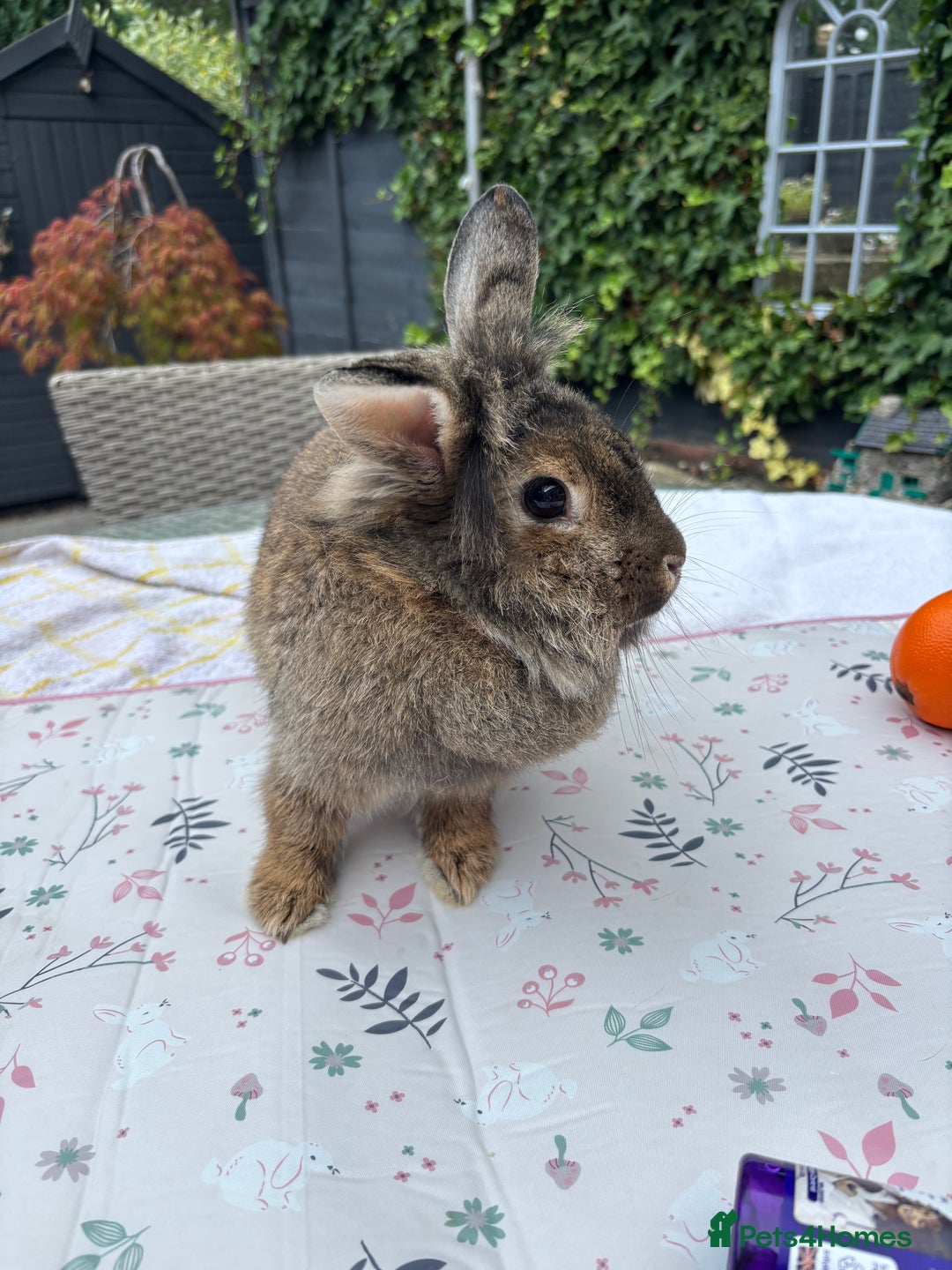 Lionhead rabbits for sale: Very special experienced home required  - Image 3