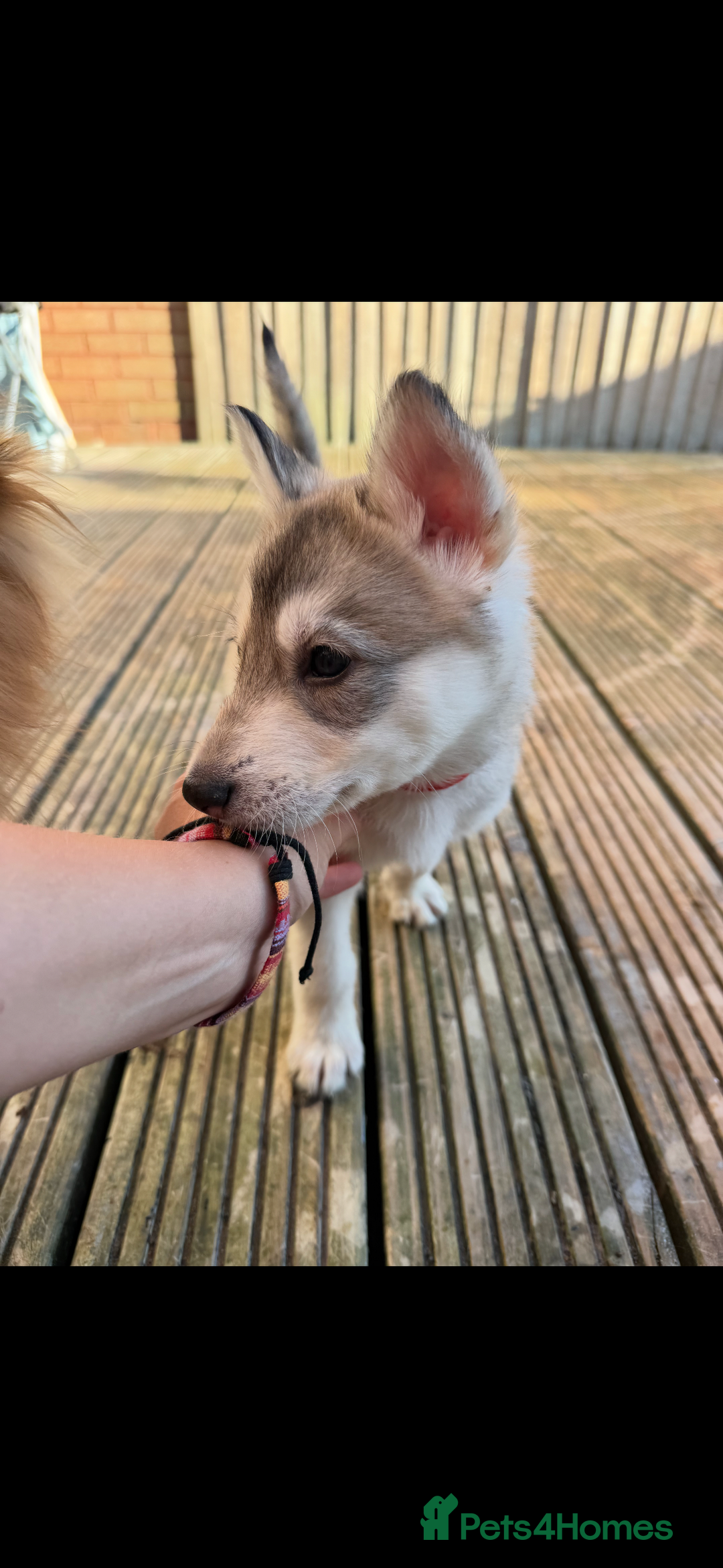 Siberian Husky dogs for sale: 9 Week Old Female Siberian Husky Puppy - Image 3