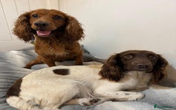 Sprocker dogs for sale: Sprockers puppies available - Image 5