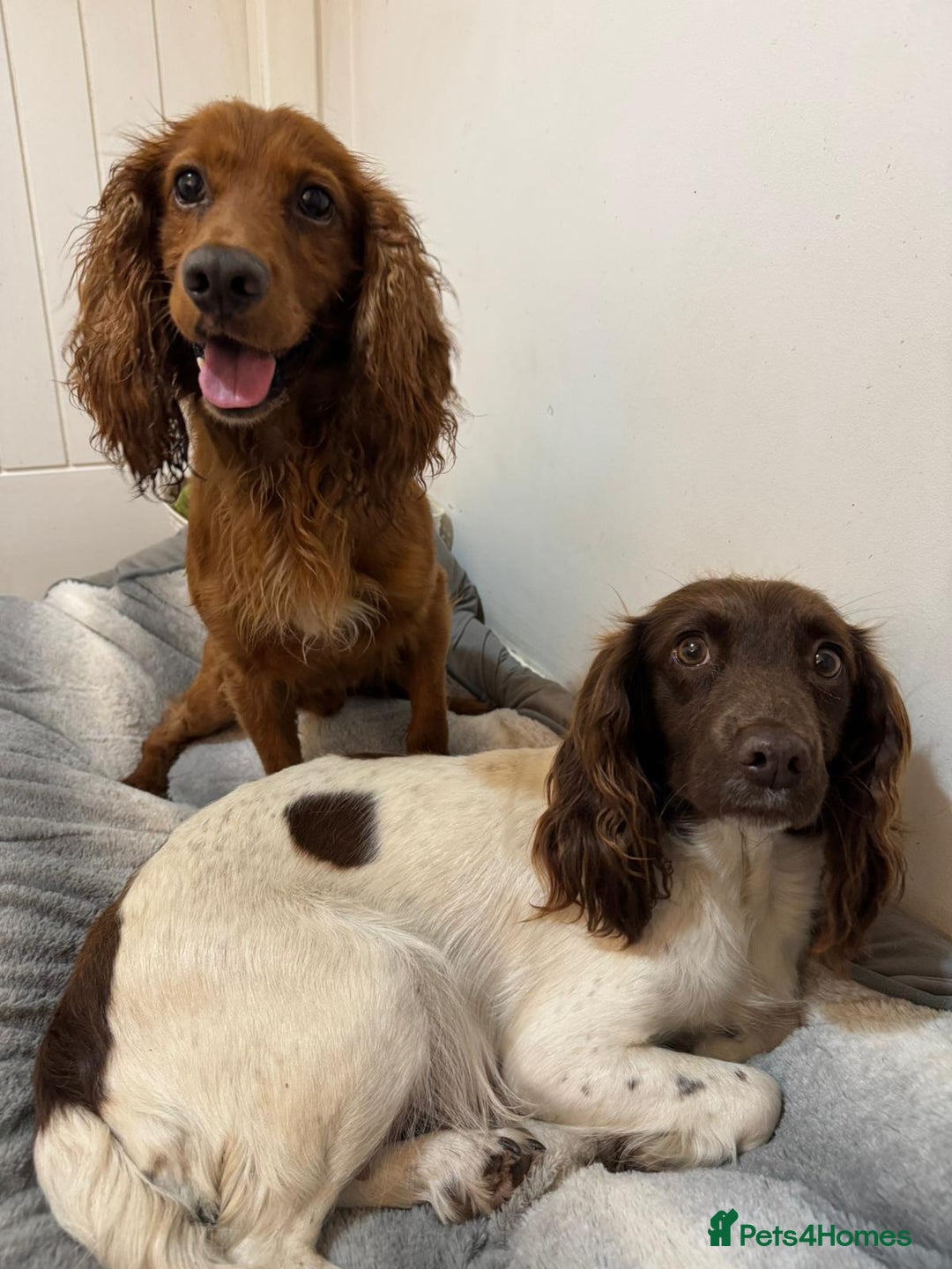 Sprocker dogs for sale: Sprockers puppies available - Image 5