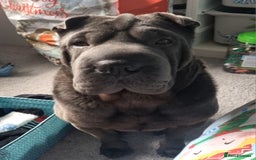 Shar Pei dogs for stud: Shar pei for stud - Image 7