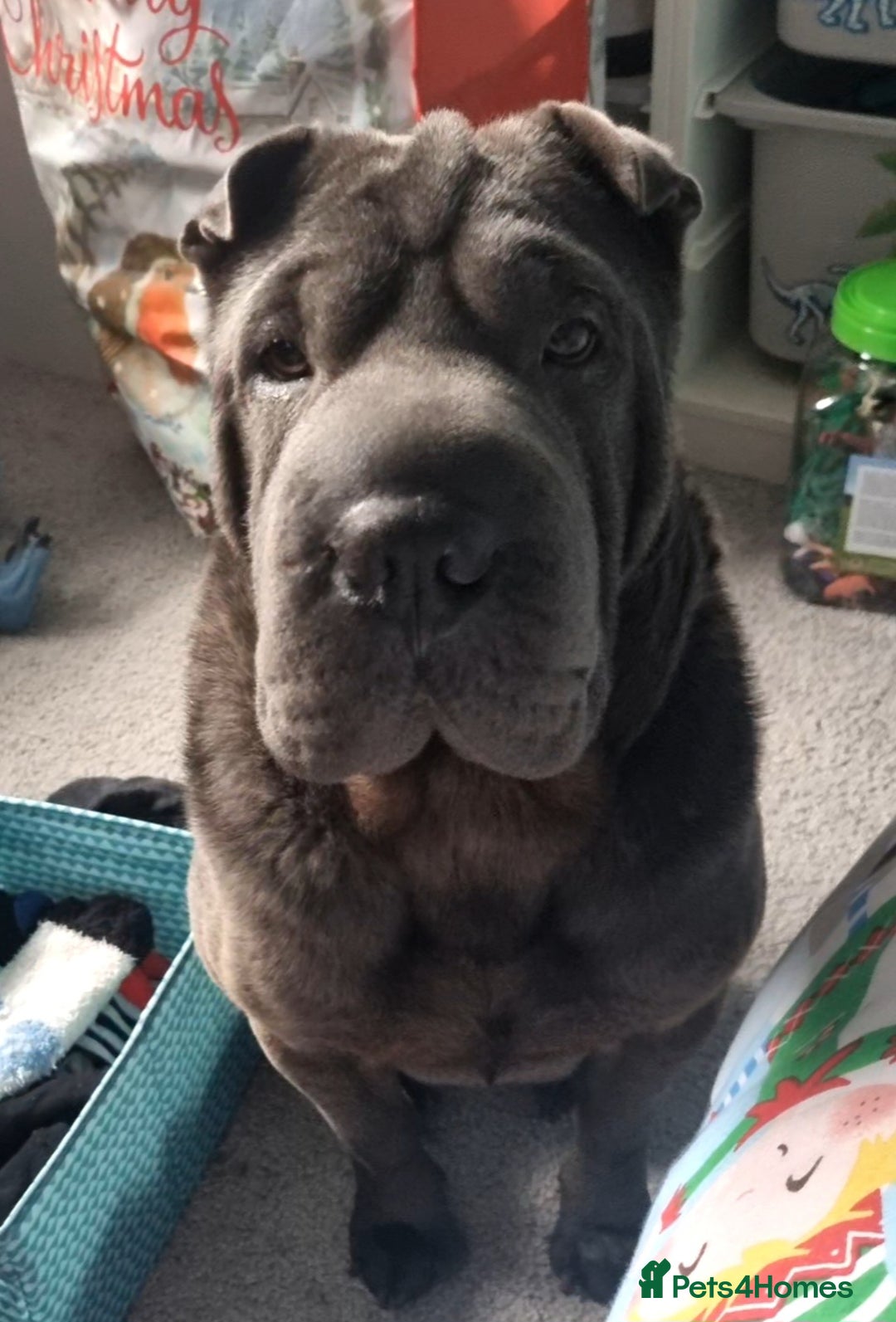 Shar Pei dogs for stud: Shar pei for stud - Image 7