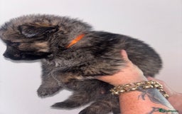 German Shepherd dogs for sale: Beautiful German Shepard puppies - Image 10