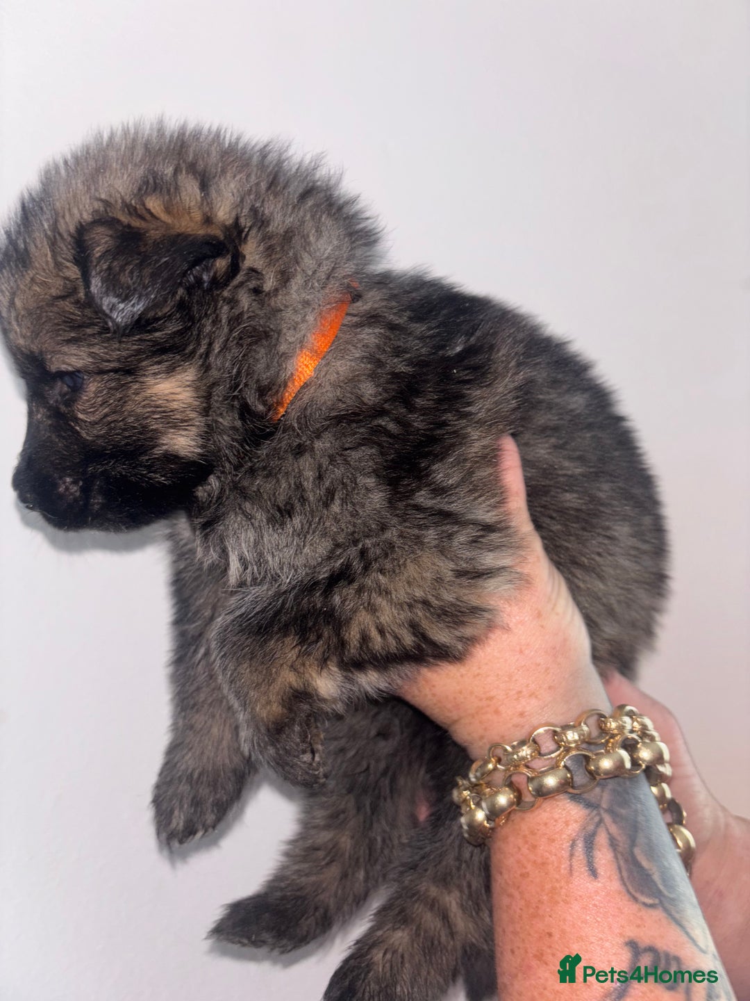 German Shepherd dogs for sale: Beautiful German Shepard puppies - Image 10