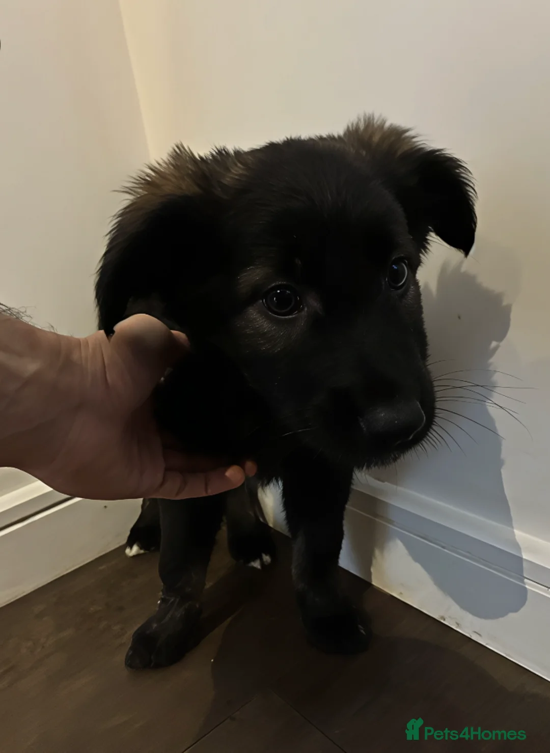 Mixed Breed dogs for sale: Puppies German Shepherd x Saluko x Dutch Harder - Advert 5