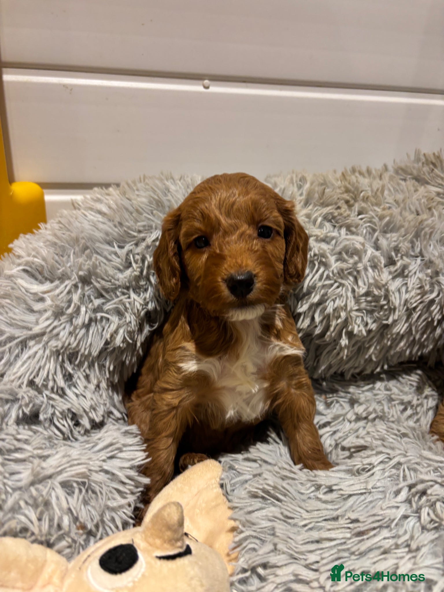 Cockapoo dogs *Hereditary clear Cockapoo Puppies 💜🐶* - Advert 18