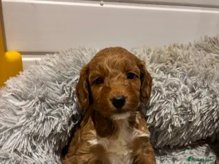 Cockapoo dogs *Hereditary clear Cockapoo Puppies 💜🐶* - Advert 18