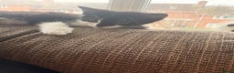 Mixed Breed cats for sale: Female kitten looking for home  - Advert 2