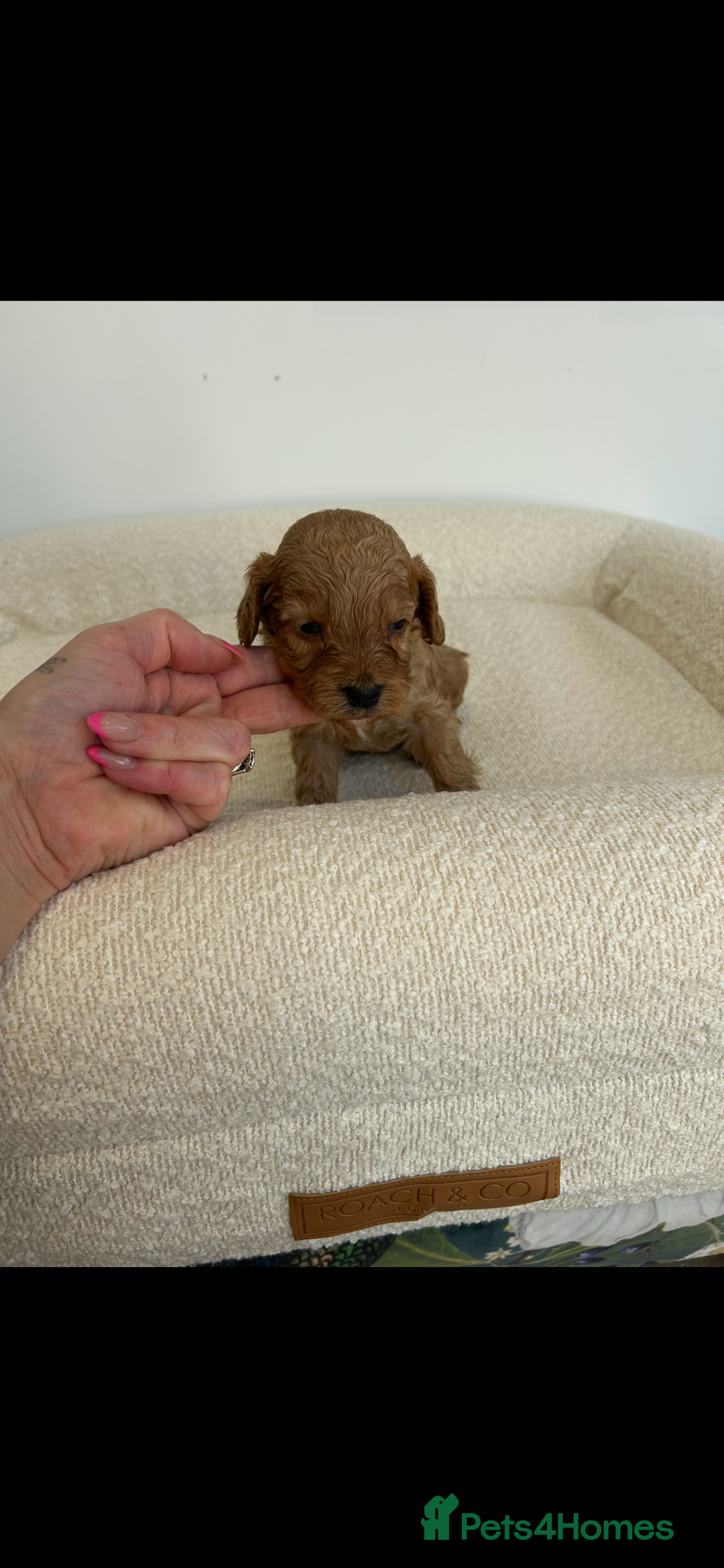 Cockapoo dogs for sale: Amazing mix of colours F1 Cockapoo pups - Image 2