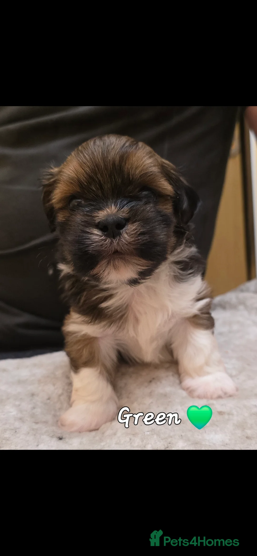 Lhasa Apso dogs for sale: Lhasa Apso Pups For Sale PARENTS PRA4 CLEAR  - Advert 9