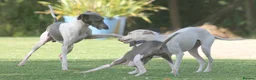 Italian Greyhound dogs for stud: Cream Italian Greyhound for Stud KC Registered - Advert 13