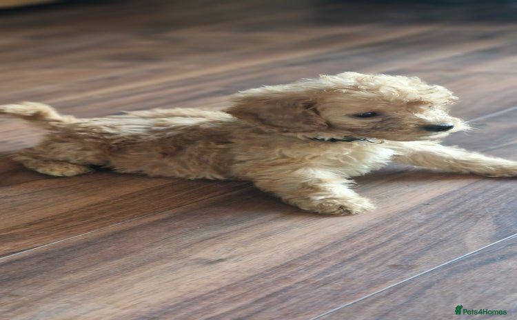 Cockapoo dogs - Advert 5
