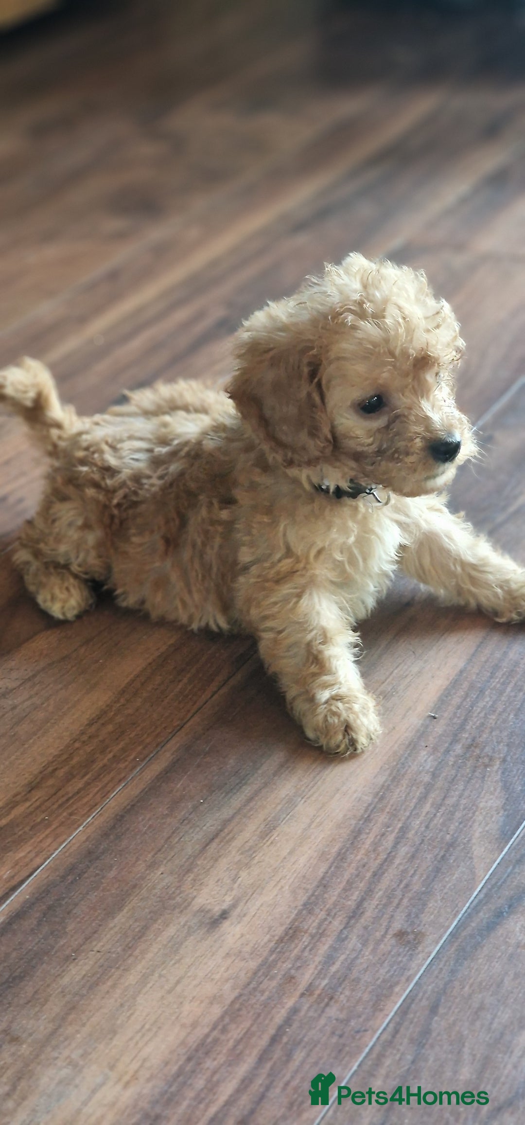 Cockapoo dogs for sale: Cockapoo - Image 2