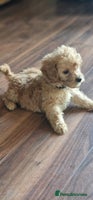 Cockapoo dogs - Advert 12