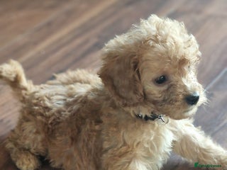 Cockapoo dogs - Advert 18