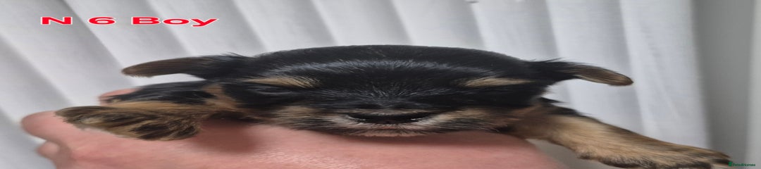 Biewer Terrier Puppy 6