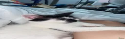 British Shorthair cats for sale: Black and white  - Advert 11