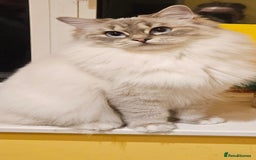 Ragdoll cats for sale: Tica registered Grand Champion Ragdoll kittens  - Image 17