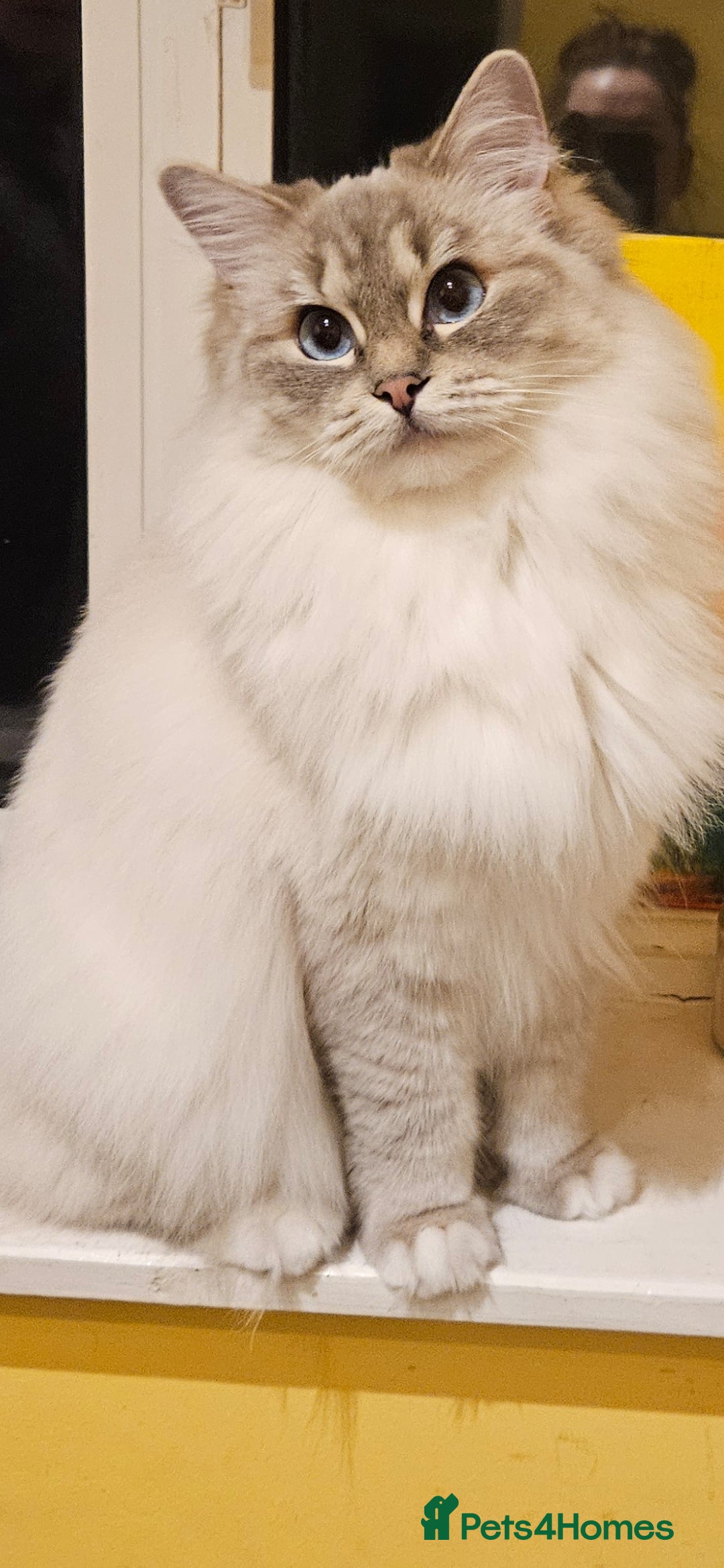 Ragdoll cats for sale: Tica registered Grand Champion Ragdoll kittens  - Image 17