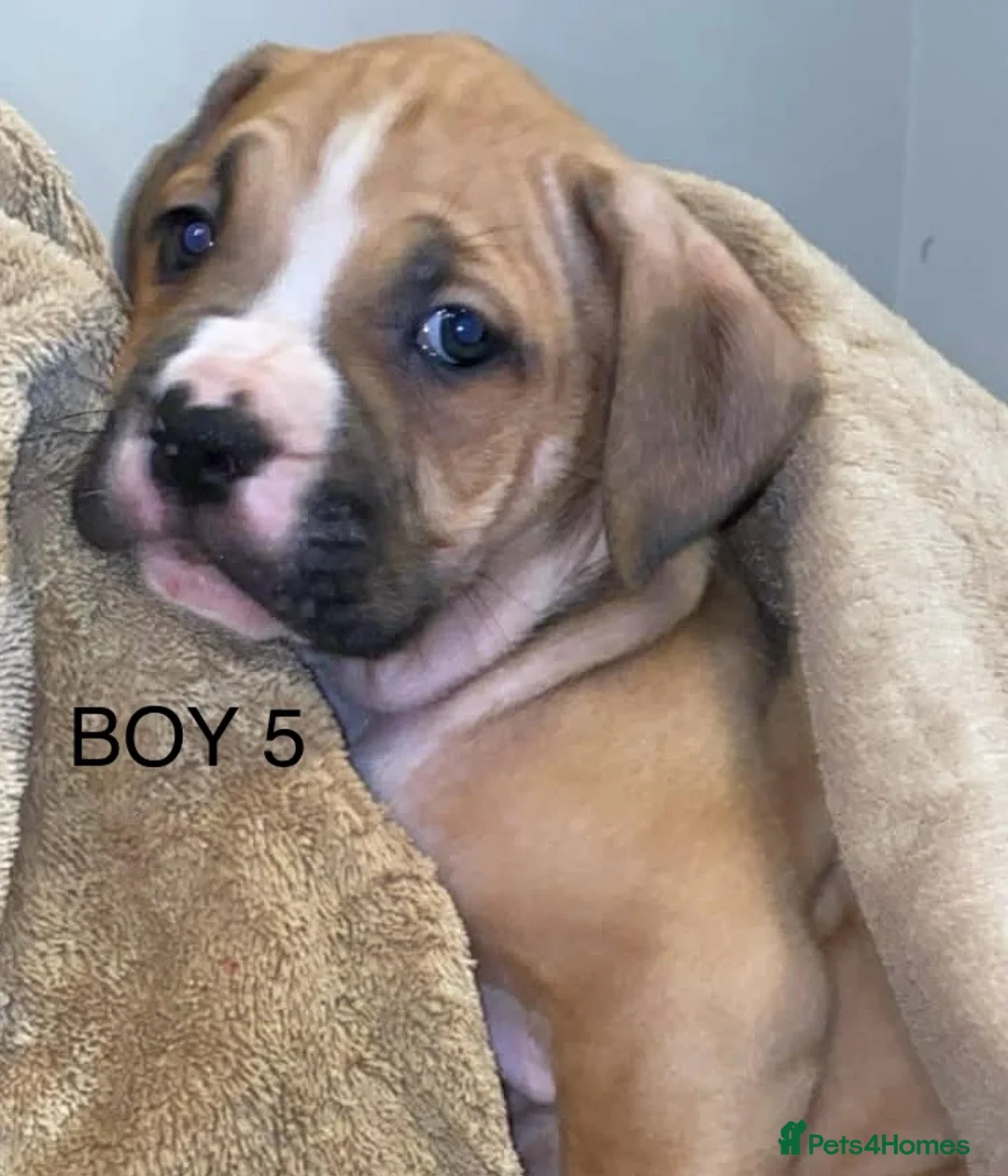 American Bulldog dogs for sale: American bulldog puppies - Advert 7