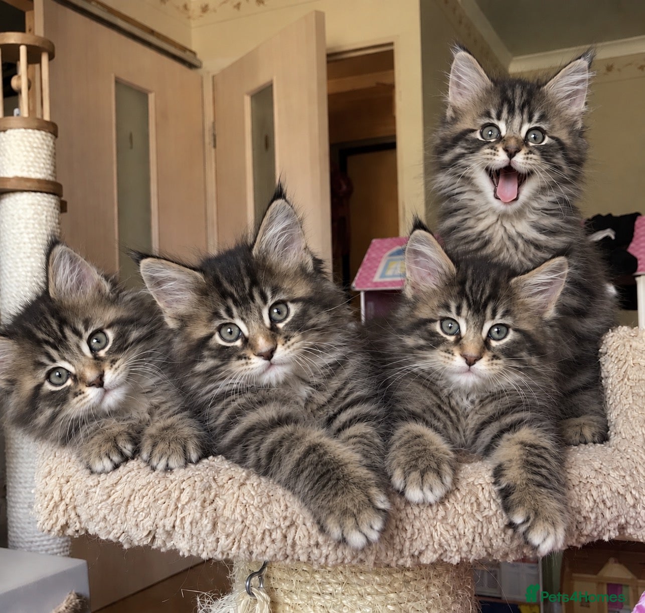 Mixed Breed cats Longhaired & Shorthaired Read Description!!! - Advert 3