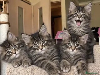 Mixed Breed cats Longhaired & Shorthaired Read Description!!! - Advert 3
