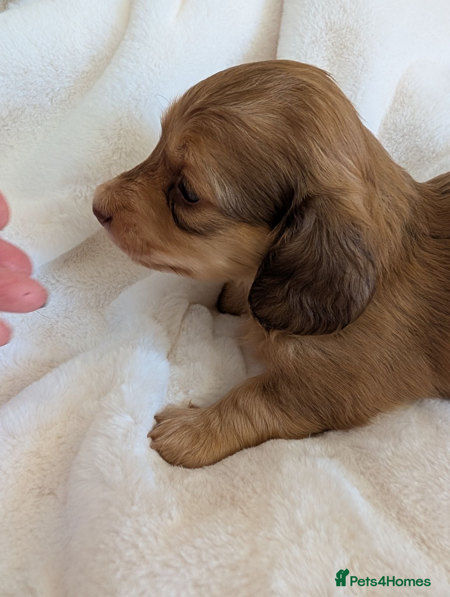 Miniature Dachshund dogs Beautiful boys - Advert 1
