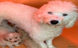 Cockapoo dogs for sale: F1B cockapoo puppys - Image 5
