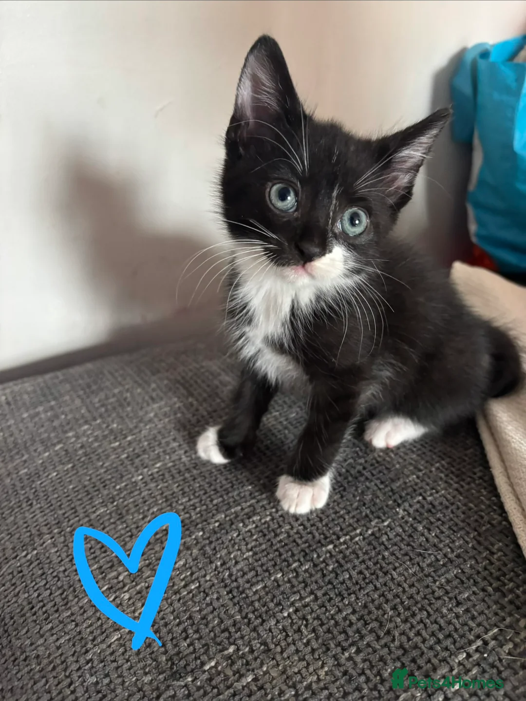 Mixed Breed cats for sale: Playful adorable kittens! - Advert 5