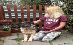Mixed Breed dogs for adoption: Hilda - Norwich Norfolk  - Image 19