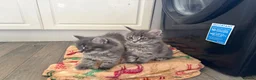 Domestic Shorthair cats for sale: Kittens  in Nottingham - Advert 5