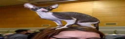 Cornish Rex cats for sale: Champion Cornish Rex girls in Stamford - Advert 21