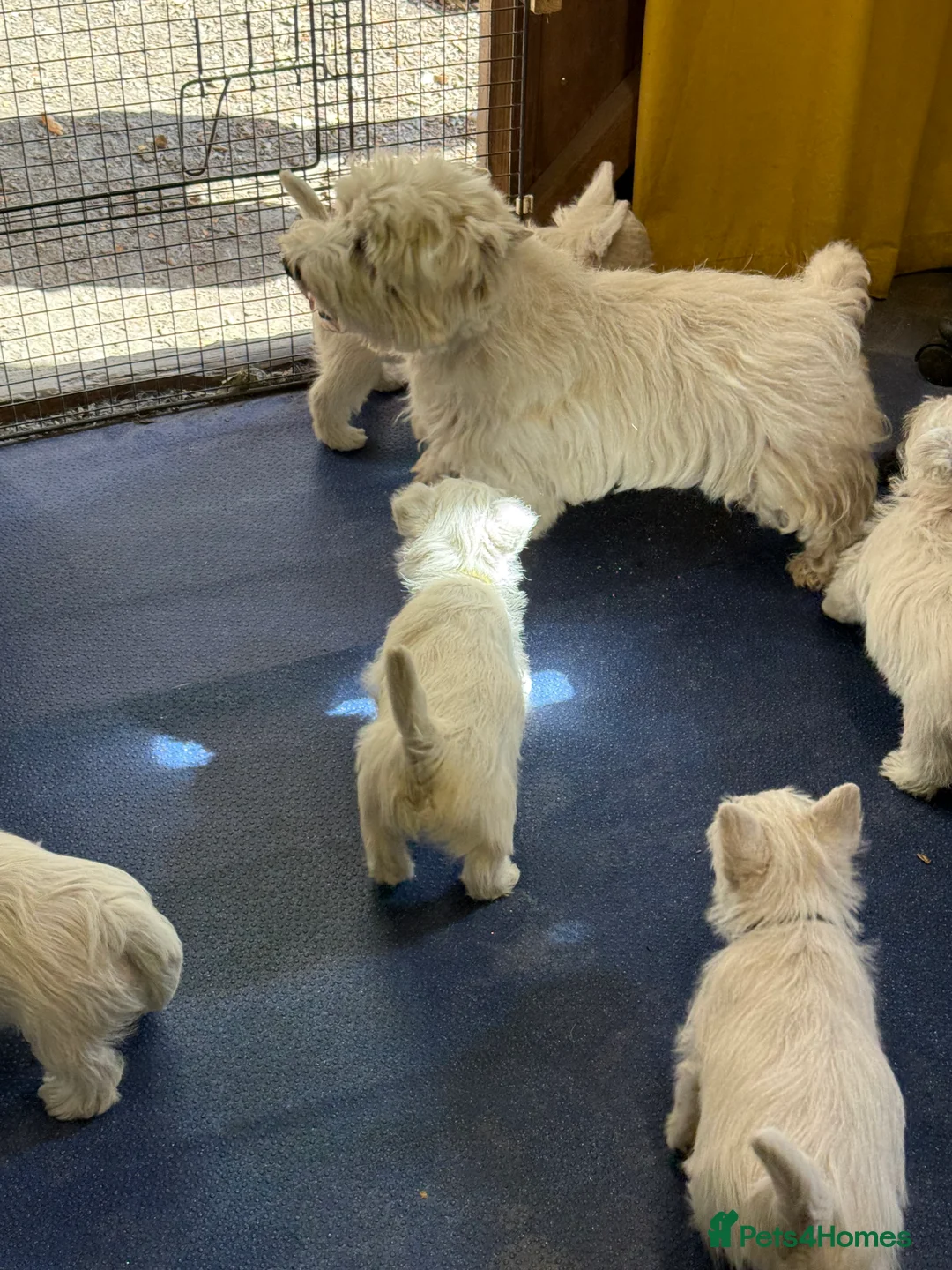 West Highland Terrier dogs for sale: PRICE REDUCED !!! 1 BOY AVAILABLE !!! - Advert 18