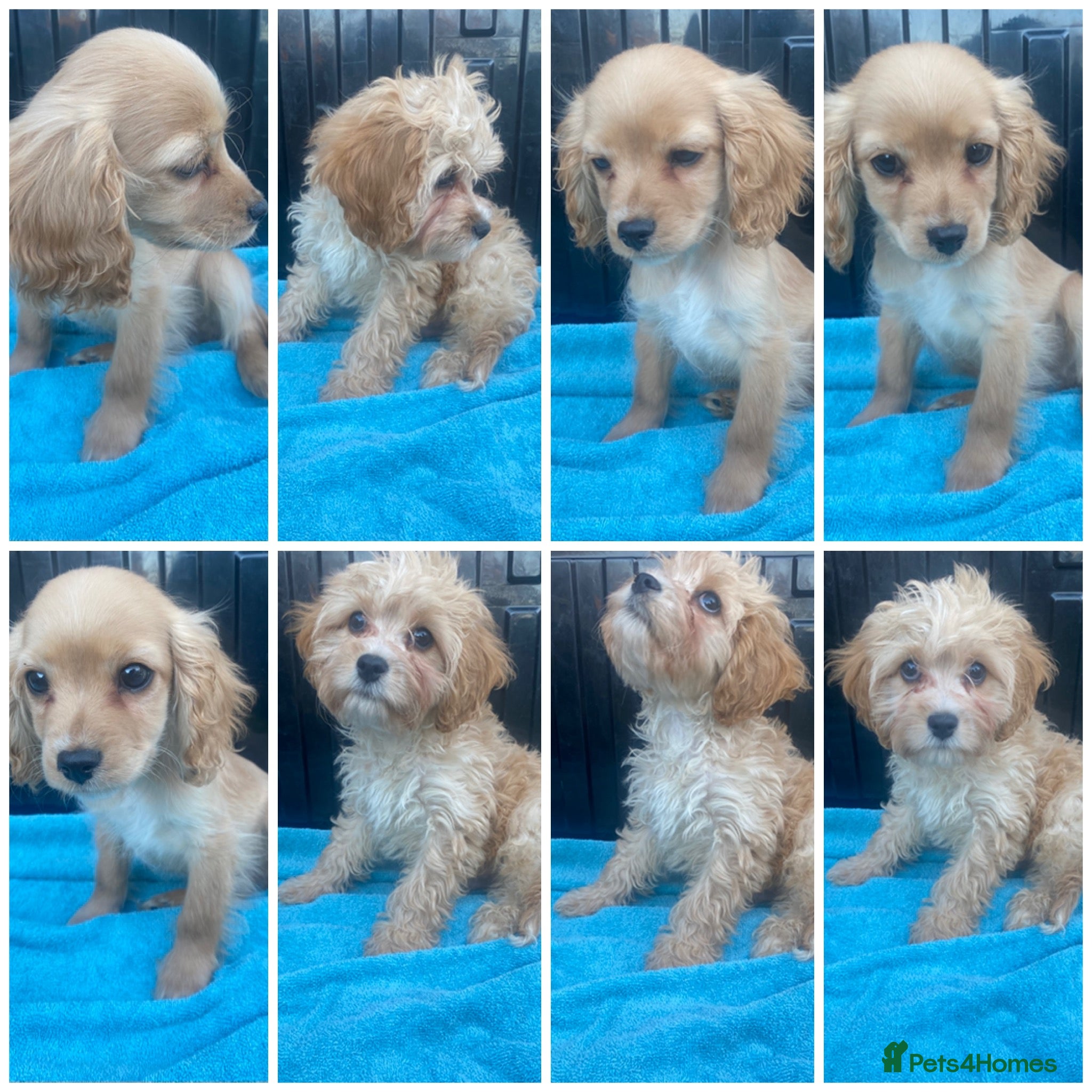 Cavapoo dogs DNA clear F1 cavapoo including BVA heart/eyes - Advert 4