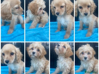 Cavapoo dogs DNA clear F1 cavapoo including BVA heart/eyes - Advert 4