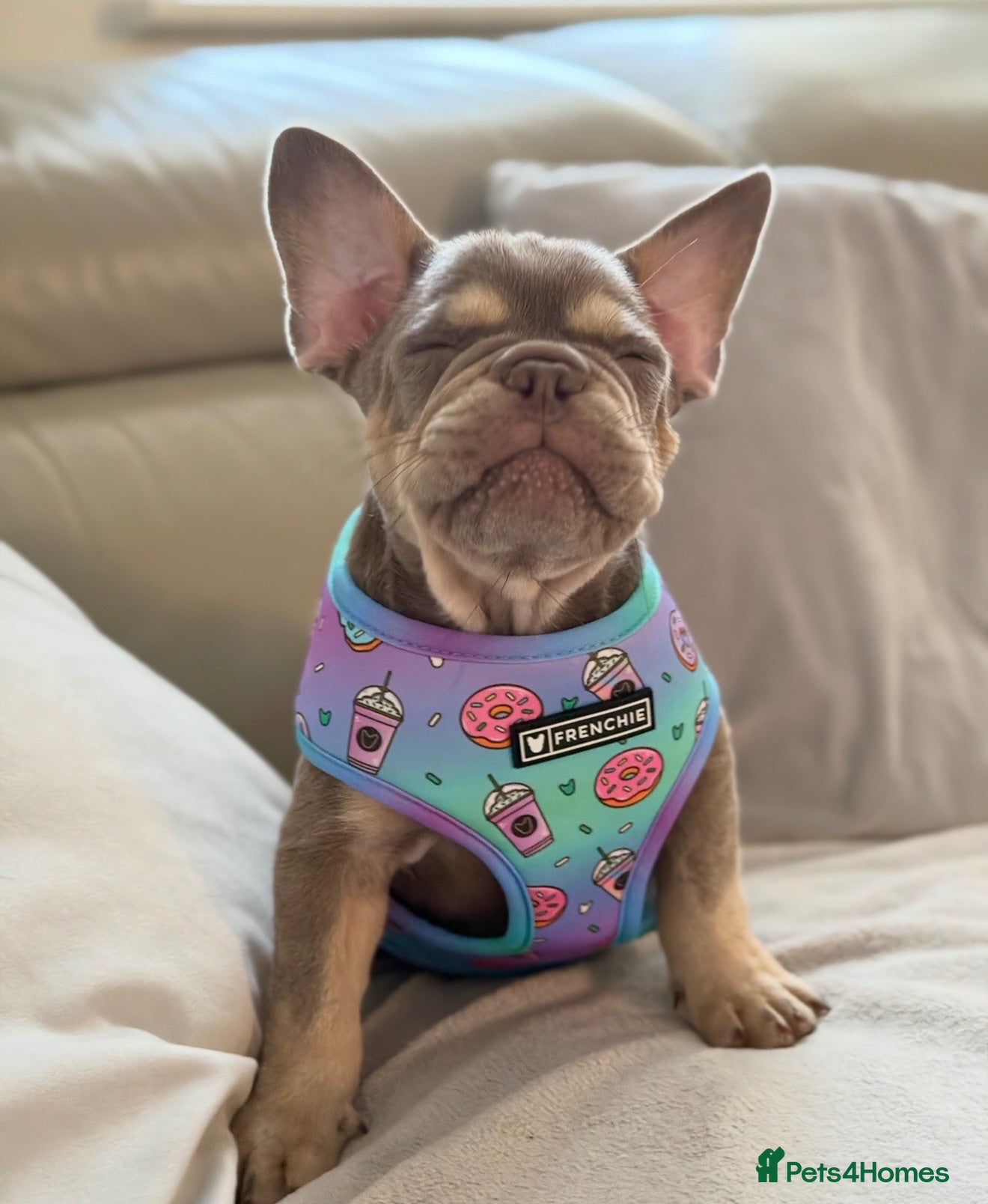 French Bulldog dogs Fully health clear KC French bulldog puppies - Advert 2