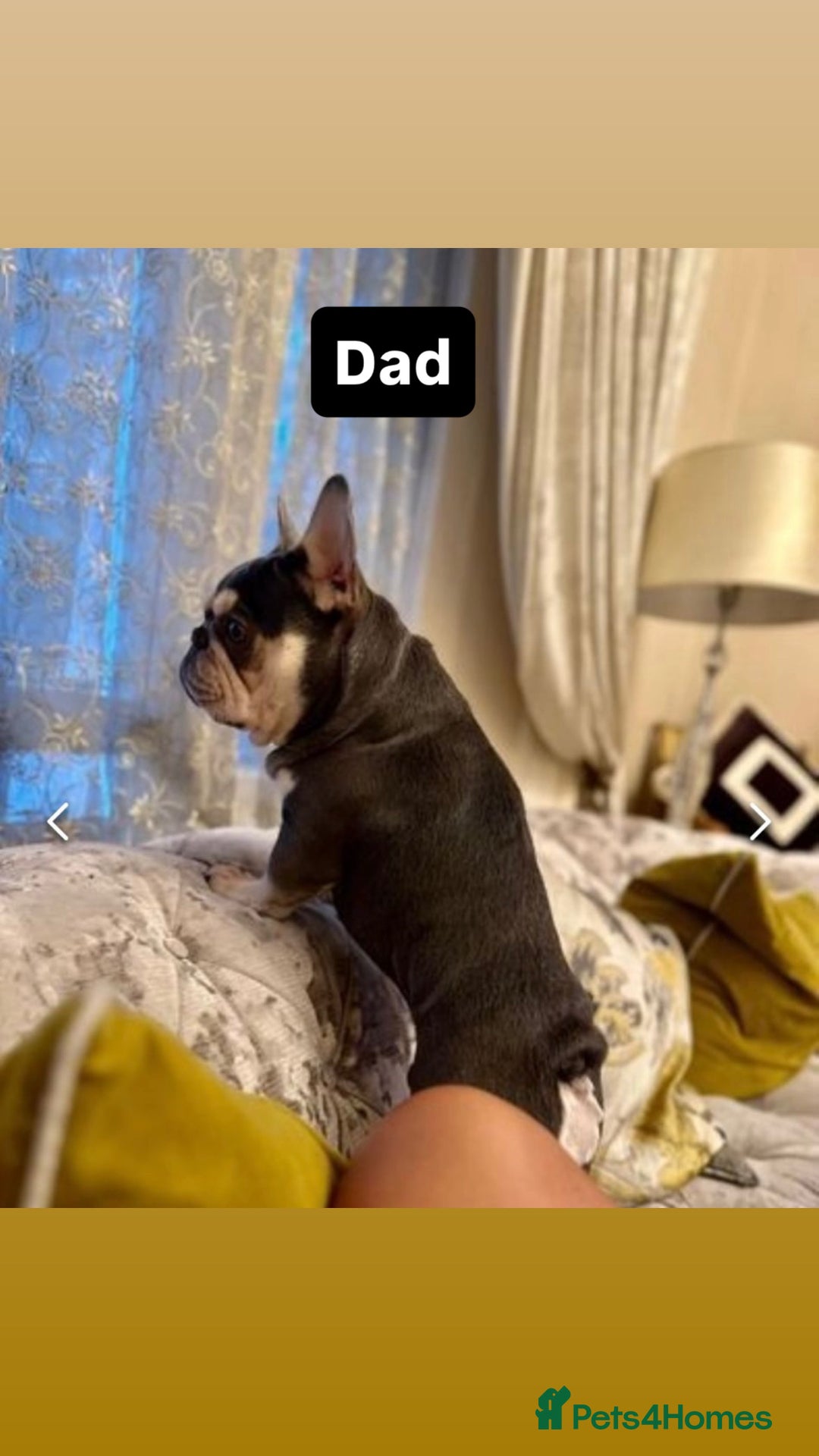 French Bulldog dogs for stud: Tiny lilac and tan stud £300 - Image 15