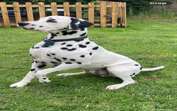 Dalmatian dogs for stud: *PROVEN* KC reg black spotted handsome William +/+ in Birmingham - Image 6