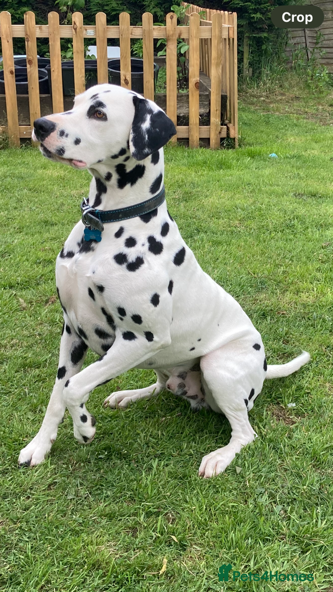 Dalmatian dogs for stud: *PROVEN* KC reg black spotted handsome William +/+ in Birmingham - Image 6