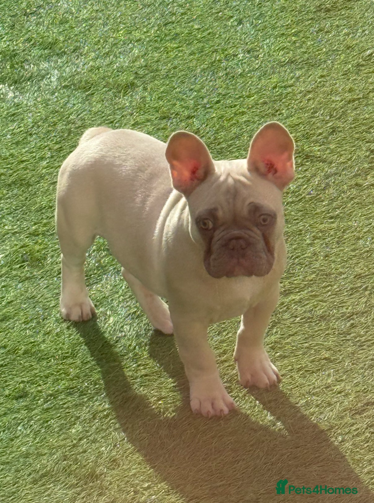 French Bulldog dogs Male French Bulldog - Advert 1