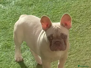 French Bulldog dogs Male French Bulldog - Advert 3