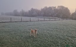 Labrador Retriever dogs for sale: GORGEOUS KC REG LABRADOR PICK OF LITTER AVAILABLE  in Preston - Image 24