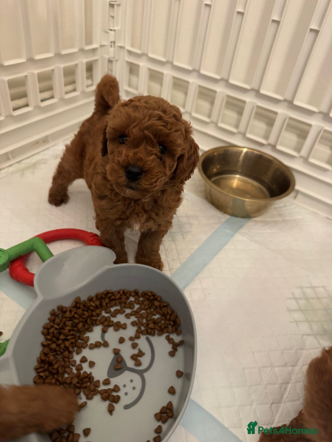 Toy Poodle dogs for sale: One boy left Tiny dark red KC toy poodle  - Image 2