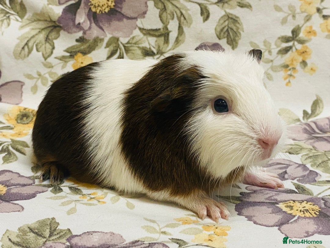 Guinea Pig rodents for sale: Pretty Baby boy Guineapigs ready to reserve  - Image 9