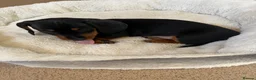 Miniature Dachshund dogs for sale: Beautiful KC registered puppies.  - Advert 16